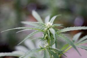 In late rush, medical marijuana bills sent to governor